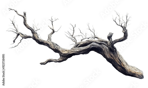 Old white dead tree branch isolated on transparent