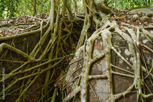 The base of tropical tree with large buttress roots spread and growth on rock in the jungle of Thailand. Tree root ground view. Close up.