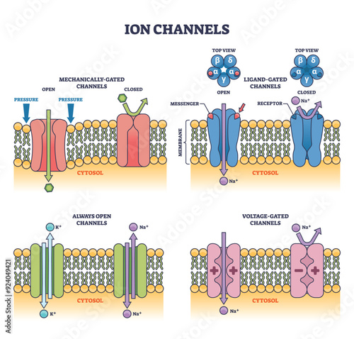 Ion channels with different membrane gated types examples outline diagram. Labeled educational anatomical scheme with mechanically, ligand and voltage gated channel differences vector illustration.