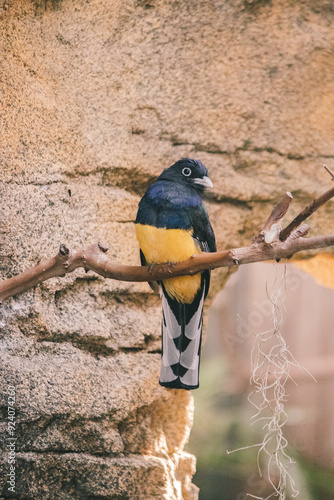 black and yellow bird