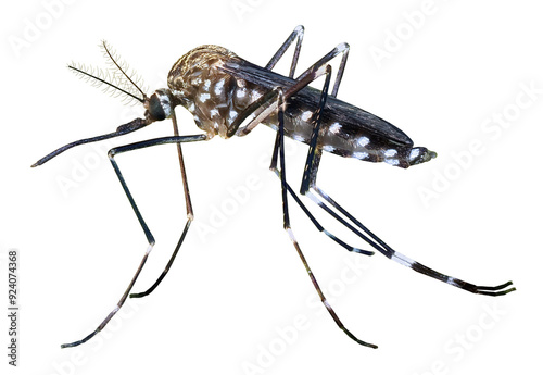 Tiger mosquito (Aedes albopictus), isolated on transparent background