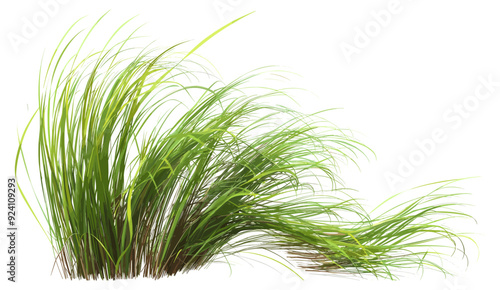 vector illustration, tall green grass on field, nature grass field flowing, dried grass overgrown field, 3D rendering transparent background, lush grass landscape, nature meadow scene, vibrant grass f