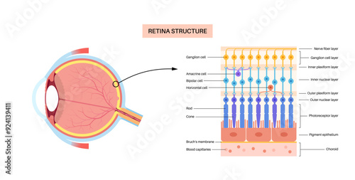 Retina structure poster