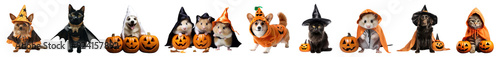 Animal wear halloween costume png cut out element set