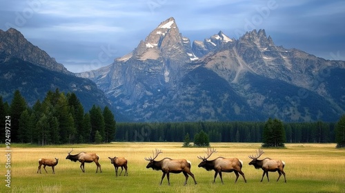 A herd of wild elk grazes peacefully in Grand Teton National Park, surrounded by mountains and forest as the sun rises on a beautiful summer morning