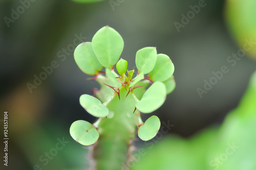 Euphorbia or Euphorbia mayurnathanii ,Euphorbia lactea or Euphorbia lacei Craib