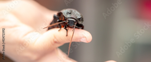 Madagascar Hissing Cockroach. A cockroach sits on a man's hand close-up. Exotic pet, tropical insect.