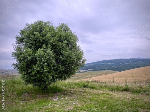 Panorama pittoresco con un maestoso albero solitario che si staglia contro un vasto cielo, incorniciato da un paesaggio naturale sereno.