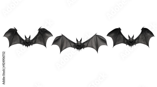 halloween bat and bats