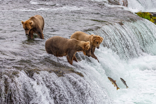 Katmai National Park - Bears and Salmon at Brooks Falls