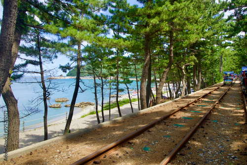 Coastal Pine Forest and Rail Track at Samcheok Marine Rail Bike