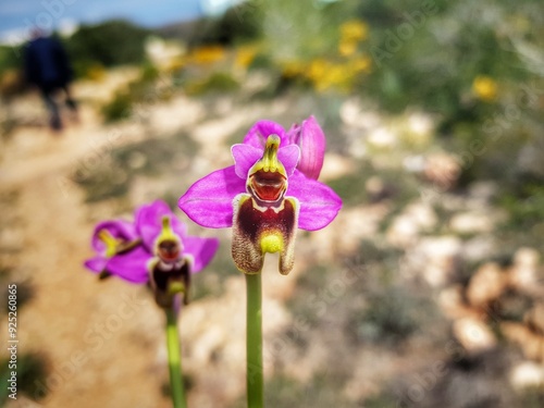 Orchids in the field 