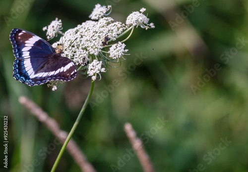 White admiral butterfly feeding on white wildflower