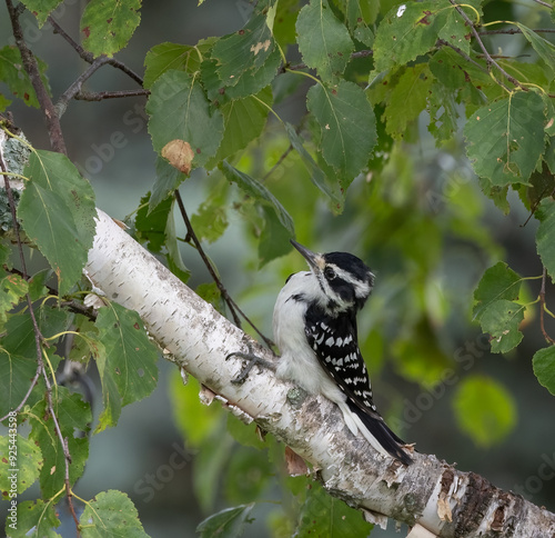 Female Hairy Woodpecker in a birch tree in summer in Muskoka (leuconotopicus villosus)