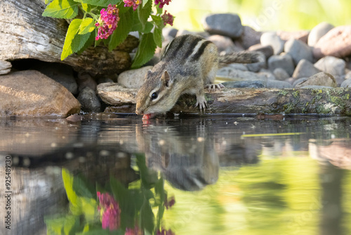 Eastern chipmunk, Tamias striatus, drinking water in Minnesota.