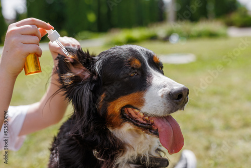 Giving ear drops to a calm dog outdoors on a sunny day, caring for its health and enjoying nature