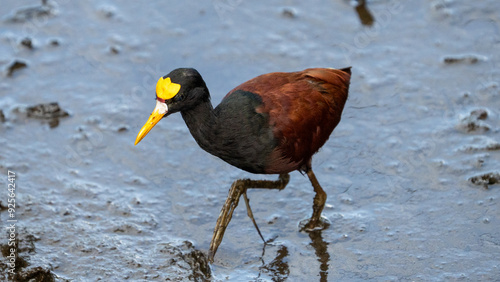 The northern jacana or northern jaçana is a wader which is known as a resident breeder from coastal Mexico to Central America.