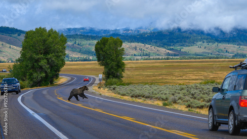 Grizzly Bear Crossing the road at Elk Ranch Flats Turnout on U.S. Route 191 in Grand Teton National Park, Moran, Wyoming, USA