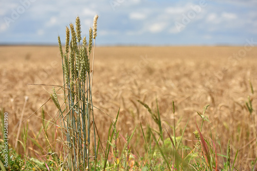 spikelets. Close-up of ripe spikelets of wheat, barley, against a background of field. Wheat harvest in Ukraine. Close-up, spikelets of cereals on an agricultural field, farming, copy space.