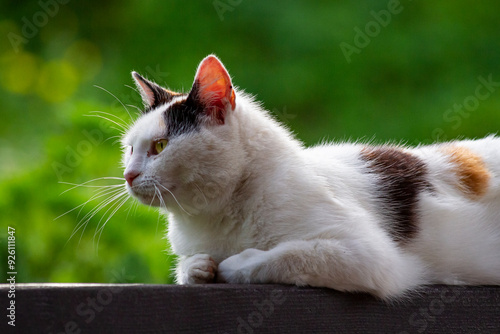 Calm Cat Relaxing Outdoors on a Sunny Day | Spokojny kot relaksujący się na świeżym powietrzu w słoneczny dzień 