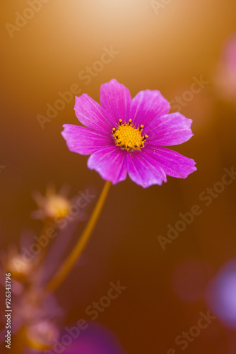 Różowy kwiat Kosmos pierzasty (Cosmos bipinnatus), letni ogród, ozdoba ogrodu, botaniczna odmiana, piękno natury, naturalna kwiatowa tapeta, rozmyte tło, wzór kwiatowy 