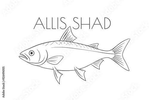 Illustration of a Animal - Allis Shad, Actinopterygii