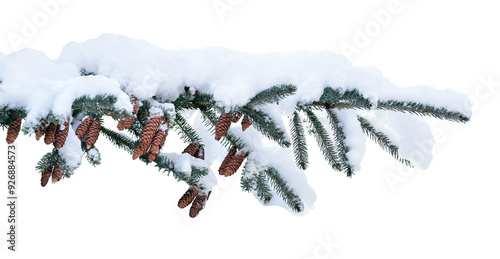 Blue spruce branch with cones and snow in winter isolated cutout on transparent