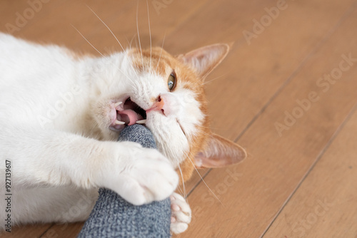 飼い主を噛む猫 茶トラ白