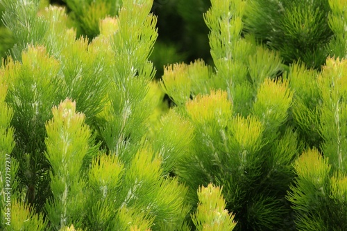 The foliage of a Coastal woollybush. Adenanthos sericeus