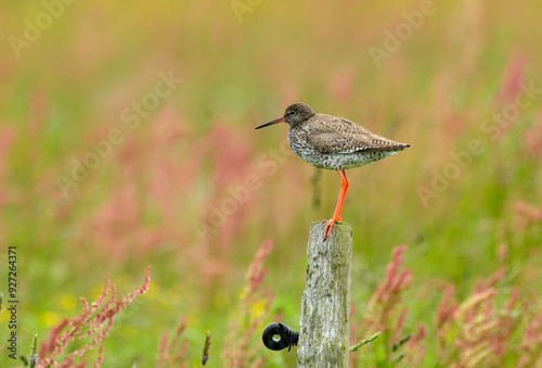 Chevalier gambette,.Tringa totanus, Common Redshank