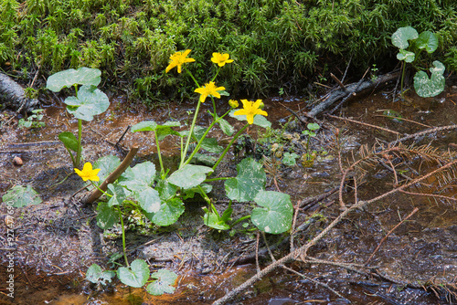 Marsh Marigold grows on soggy ground.