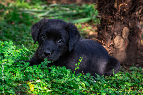 Portrait of a cute dog lying in the green grass.