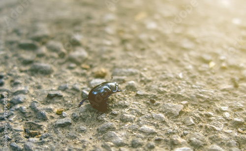  Geotrupidae, black beetle, earth-boring dung beetle, or dor beetle insect on stone road in sunset light