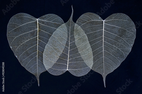 Detail of the white veins of the leaves on a dark background