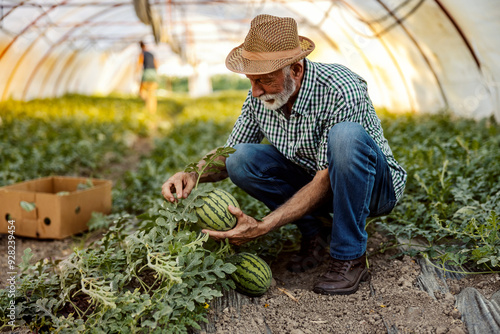 Senior farmer picking ripe watermelons in hothouse.