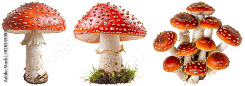 Red Fly Agaric Mushrooms (Amanita Muscaria) with White Spots – Wild Toadstools Isolated on Transparent Background