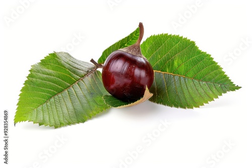 Close up of chestnut leaves on white background