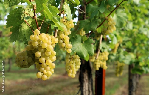 Ripe Chardonnay grapes hanging on vine at the time of grape harvest. 