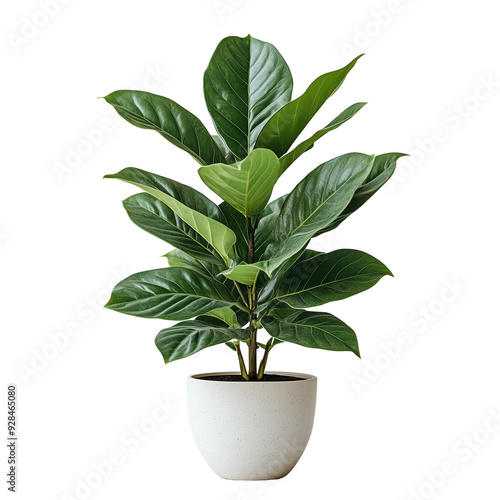 Ficus Lyrata or Fiddle leaf fig grown in a white Pot, Modern indoor plant isolated on a transparent background..