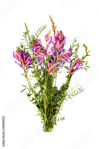 astragalus membranaceus, a bouquet of wild medicinal flowers