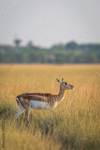 wild female blackbuck or antilope cervicapra or Indian antelope side profile crossing forest tack in winter evening golden hour light in grassland landscape of tal chhapar sanctuary rajasthan india