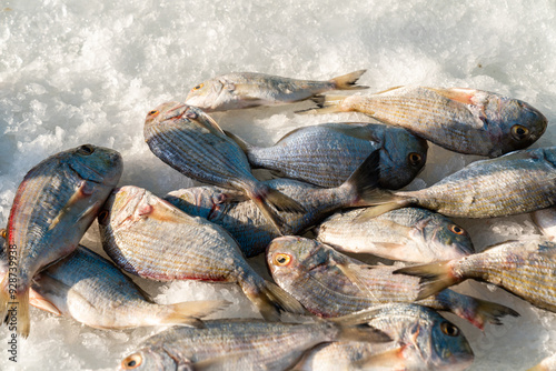 Frischer Fisch auf Eis liegend in Auslage auf dem Fischmarkt 