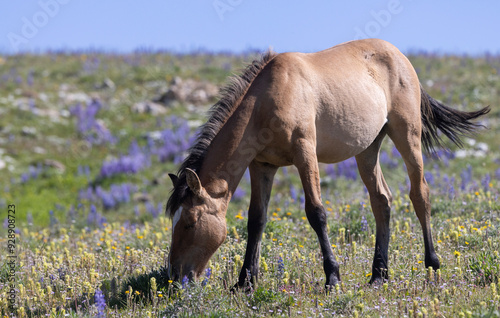 Beautiful Wild Horse in Suimmer int he Pryor Mountains Montana