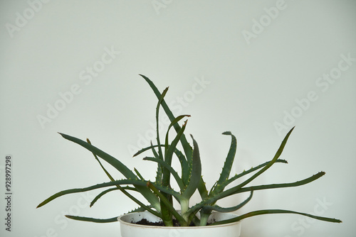 Aloes, Aloe L.