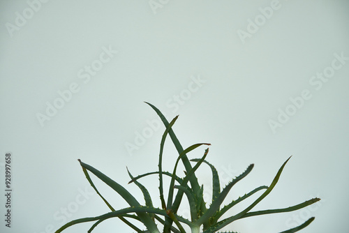 Aloes, Aloe L.