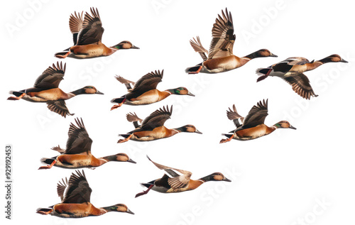 PNG Flying ducks in synchronized formation