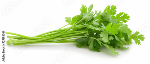 A bunch of fresh green cilantro is displayed on a white background