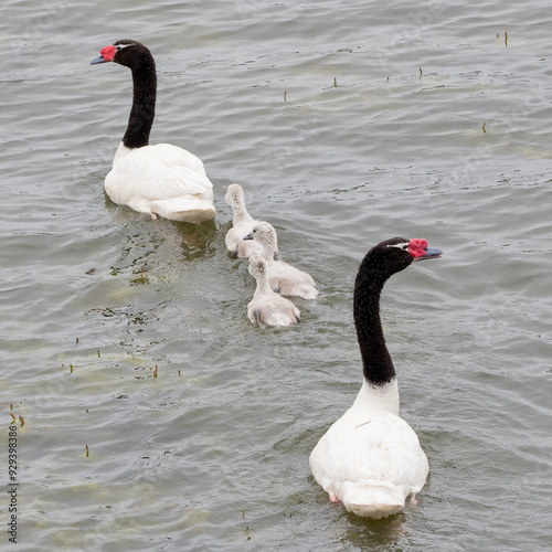 Cisnes Cuello Negro (Cygnus melancoryphus) 