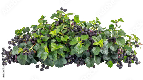 Blackberry Bush with Ripe Fruits