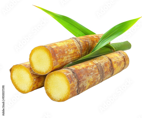 Fresh sugarcane stalks isolated on white background. PNG transparent.